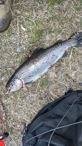 Rainbow Trout