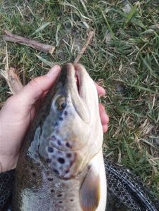 Brown Trout