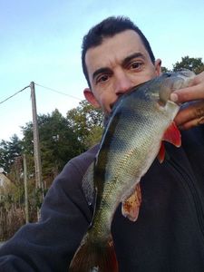 European Perch