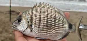 White Seabream