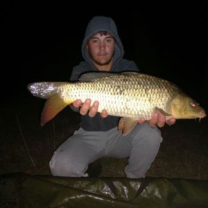 Common Carp