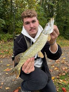 Northern Pike