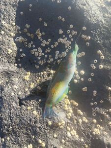 Ornate Wrasse