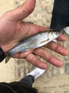 Chub