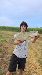 Largemouth Bass