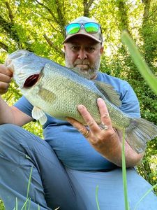 Largemouth Bass
