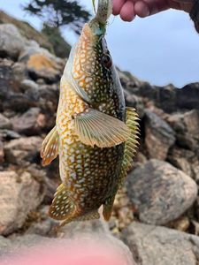 Ballan Wrasse