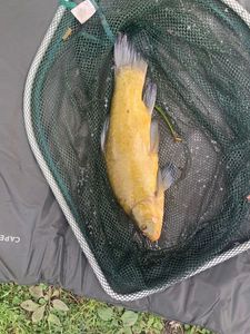 Tench