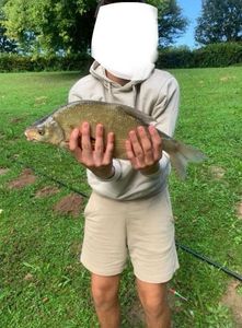 Common Bream