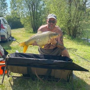 Common Carp