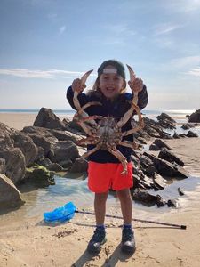 Common Spider Crab