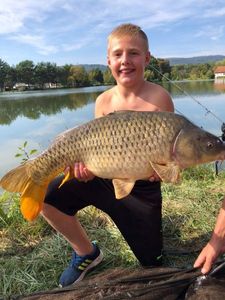 Common Carp