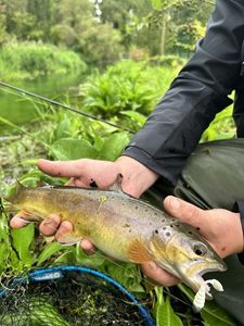 Brown Trout