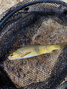 Brown Trout