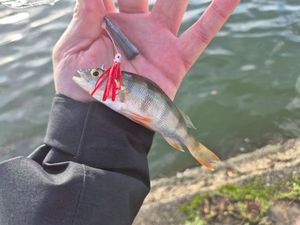 European Perch