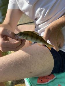 European Perch