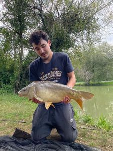 Mirror Carp