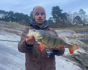 European Perch