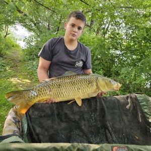Common Carp