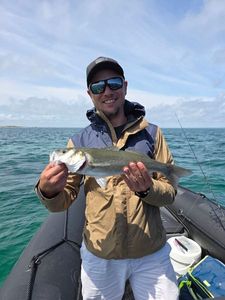 European Bass (Seabass)