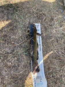 Black Bullhead