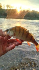 European Perch