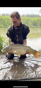 Common Carp