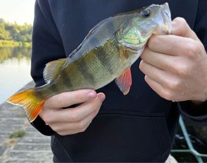 European Perch
