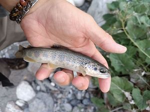 Brown Trout