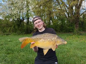 Mirror Carp