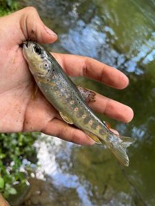 Brown Trout