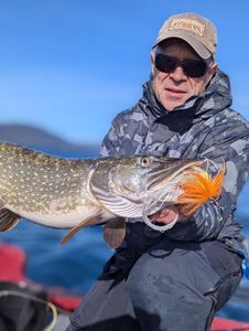 Northern Pike