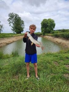 Northern Pike