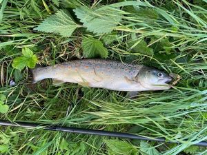 Brown Trout