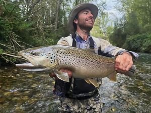 Brown Trout