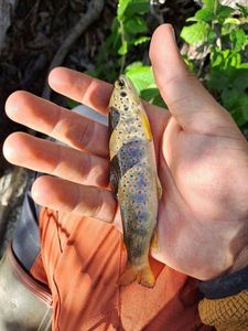 Brown Trout