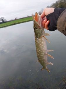 Northern Pike