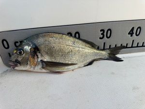 Gilthead Seabream