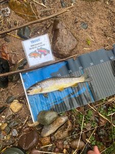Brown Trout