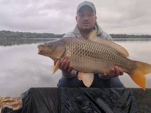 Common Carp