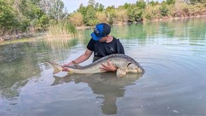 Sturgeon