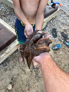Common Octopus