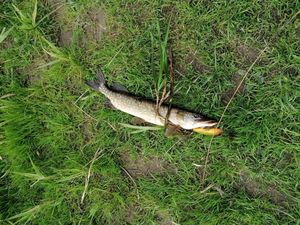Northern Pike