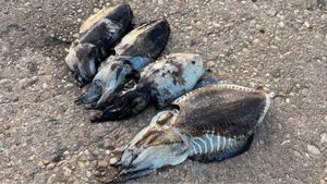 Common Cuttlefish
