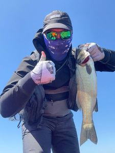 European Bass (Seabass)