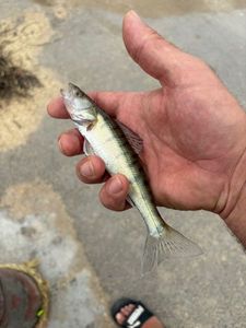 Zander