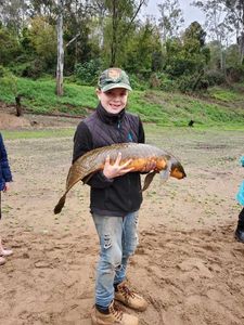 Astralian lungfish