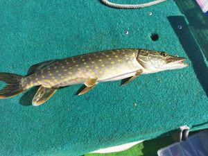 Northern Pike