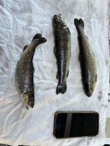 Brown Trout