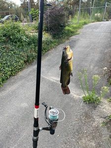 Black Bullhead